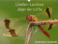 Libellen Lautlose Jäger der Lüfte